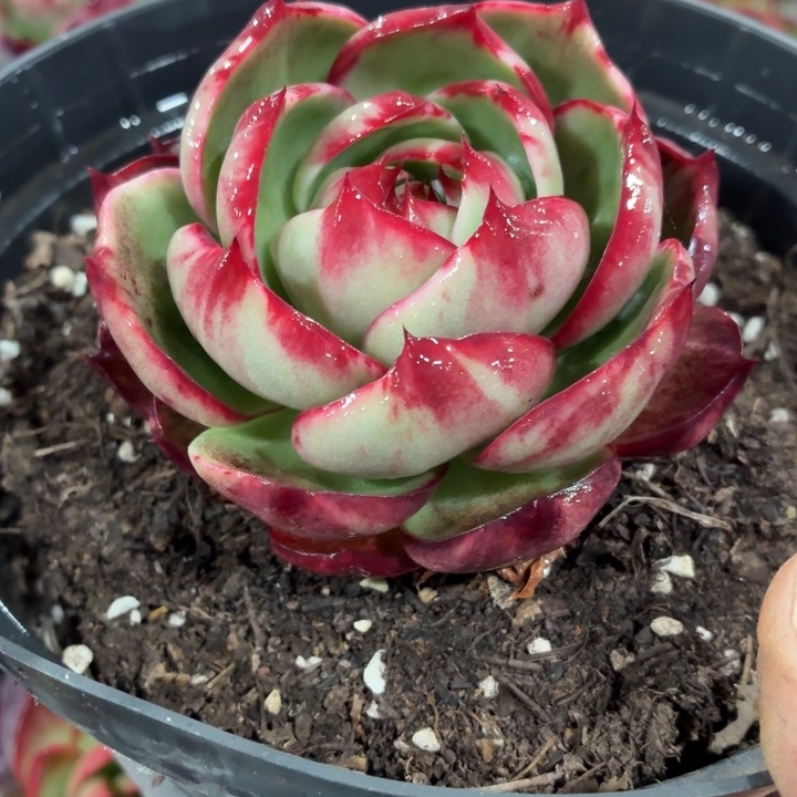 飞***翼多肉植物惊鸿仙子