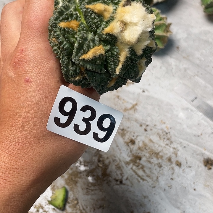 完全开放939龟甲一个