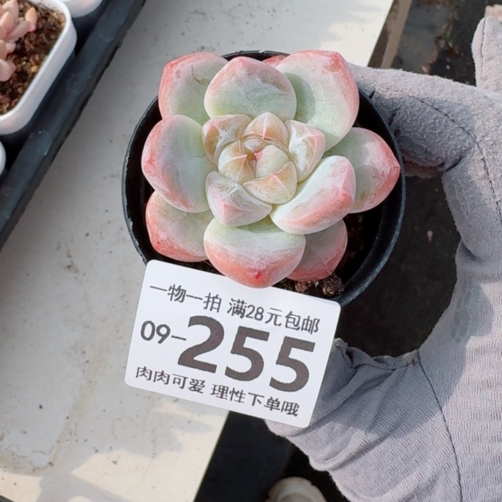 粉钻多肉植物多肉植物多肉