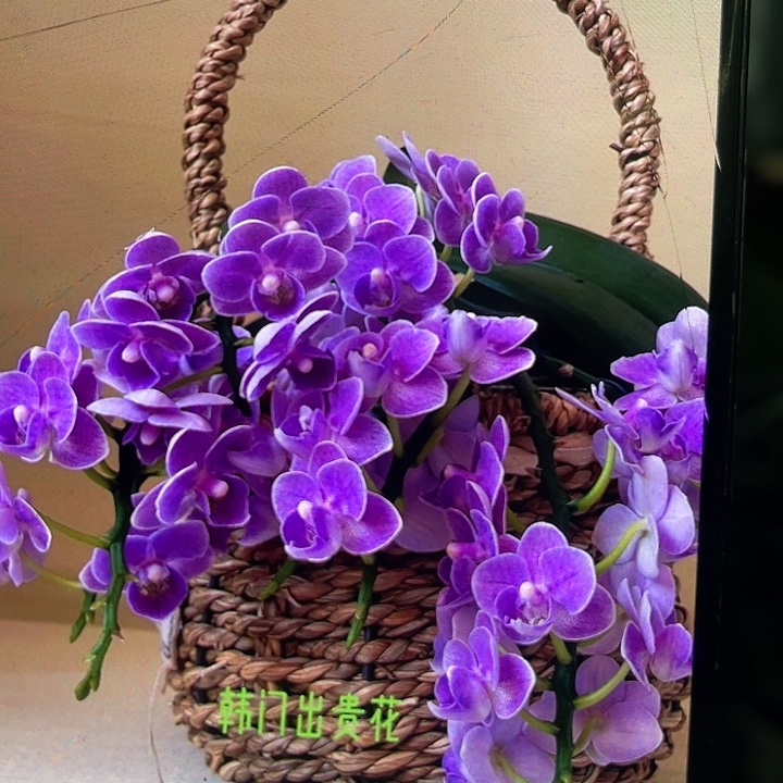当前无花栽培后可以开花欧洲小蓝