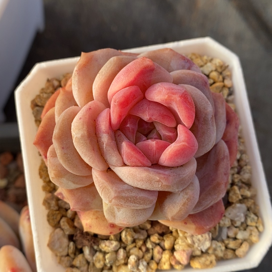 阳春白雪石化特价