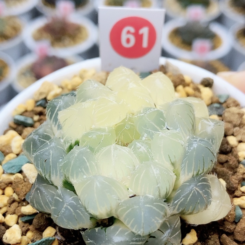 【闪购商品】61蓝镜锦