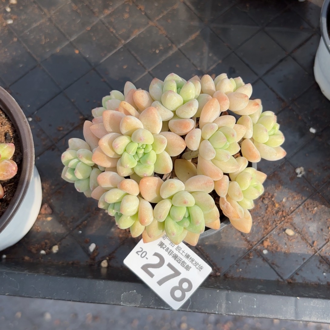 奶酪蛋糕整桩多肉多肉