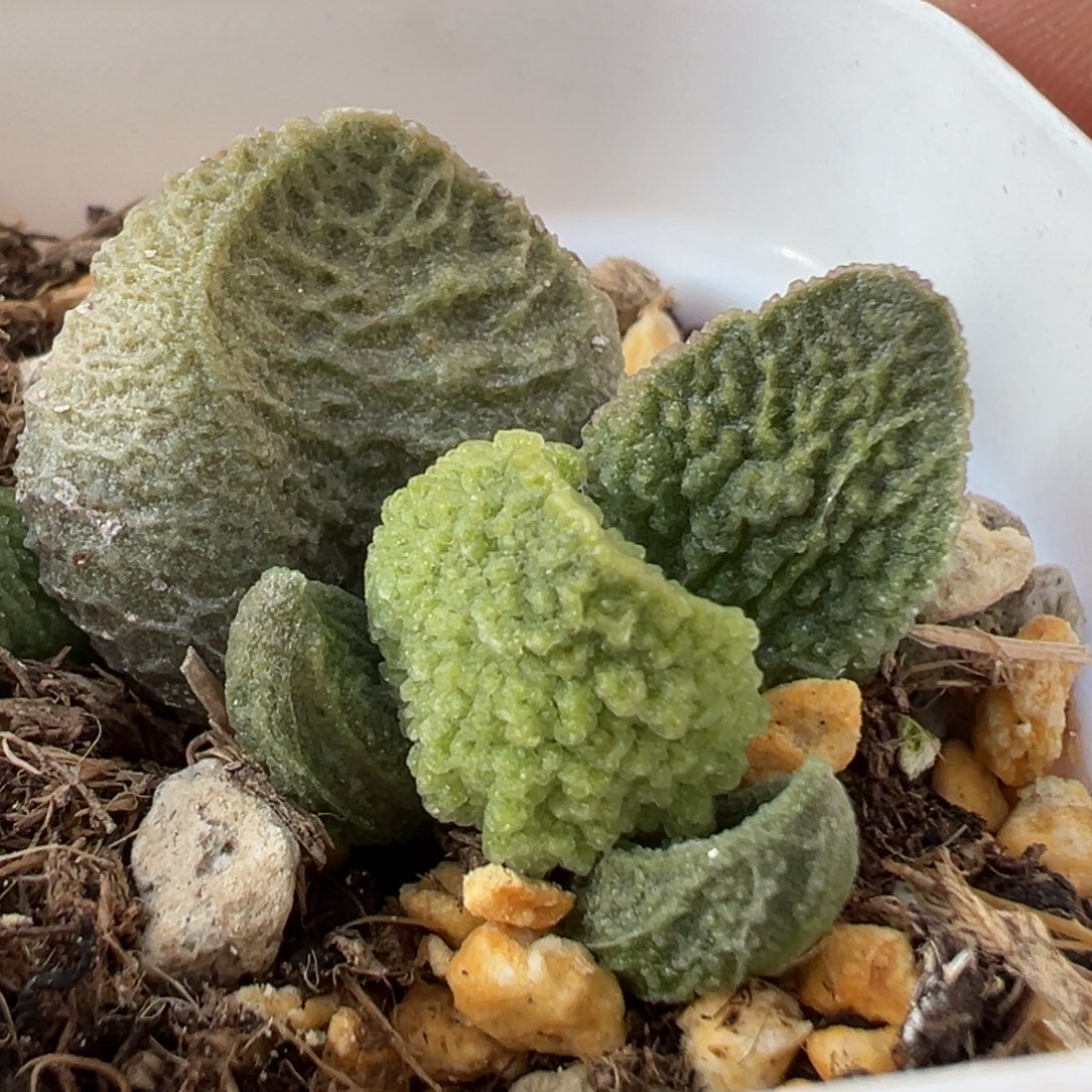 蜘蛛网纹新品多肉植物水泡