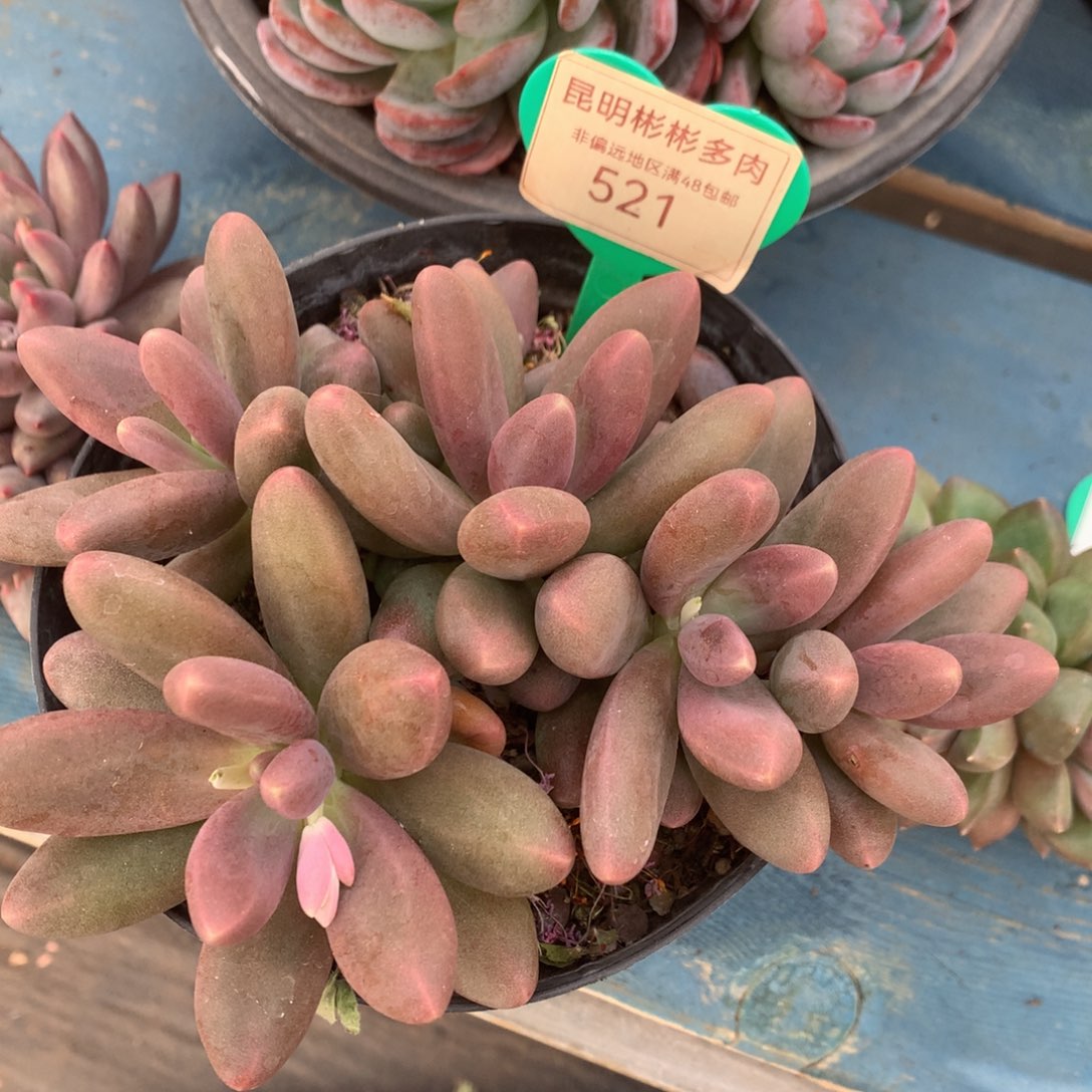 ?***比糖果美人老桩一物一拍521