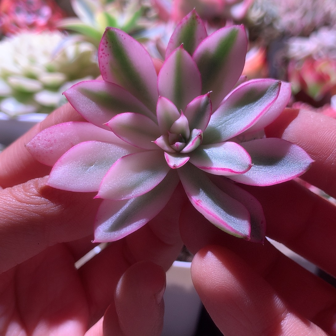 阿吉塔玫瑰覆轮锦砍头