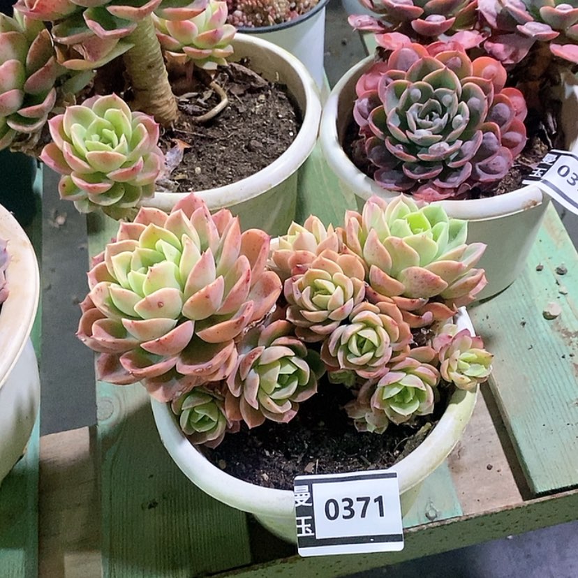 【闪购商品】哈密瓜0371