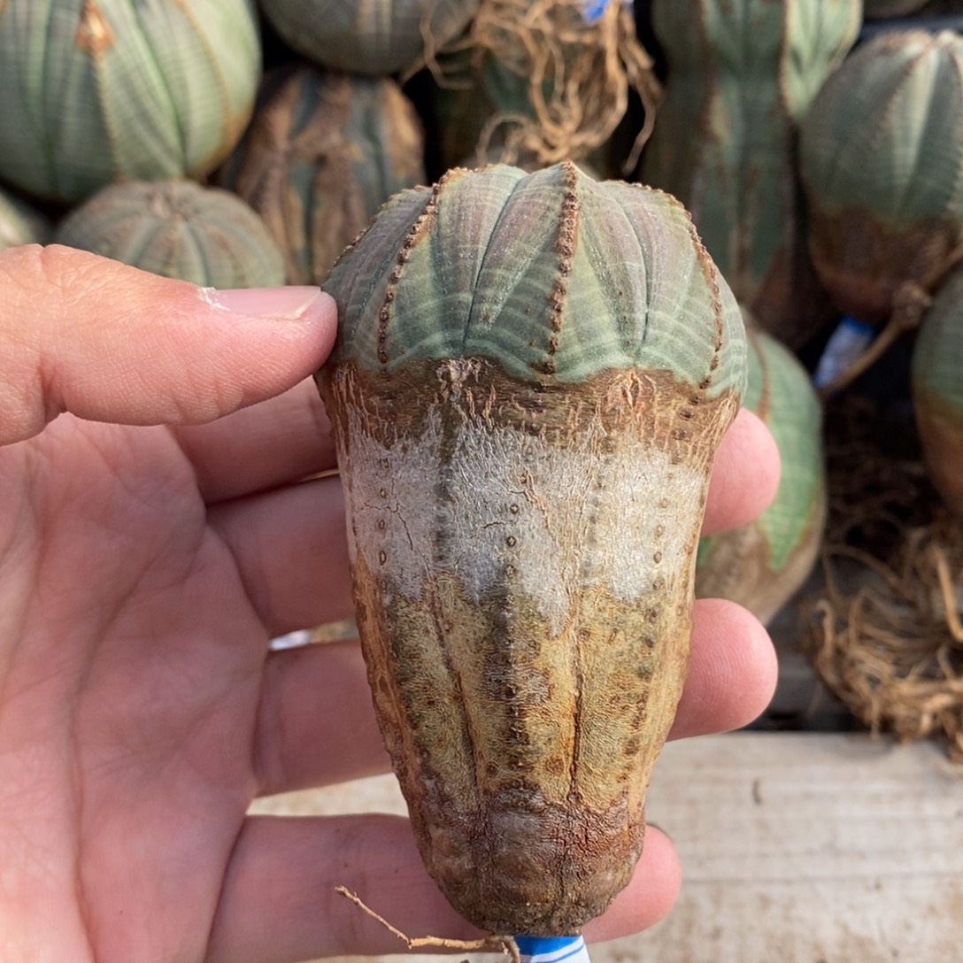 3 欧系实生布纹球多肉植物