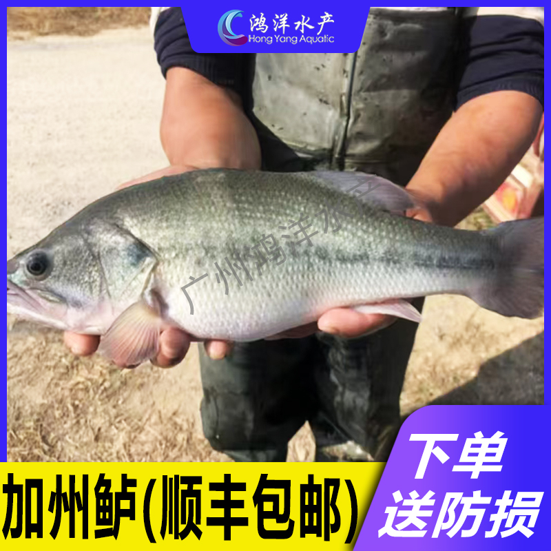 鲈鱼苗 加州鲈鱼苗 优鲈3号大口黑鲈路亚鲈鱼宠物活体包邮