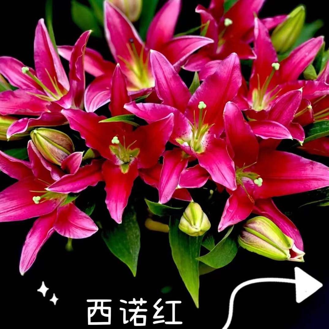 【西诺红】香水百合 一单包邮 云南百合基地现采现发