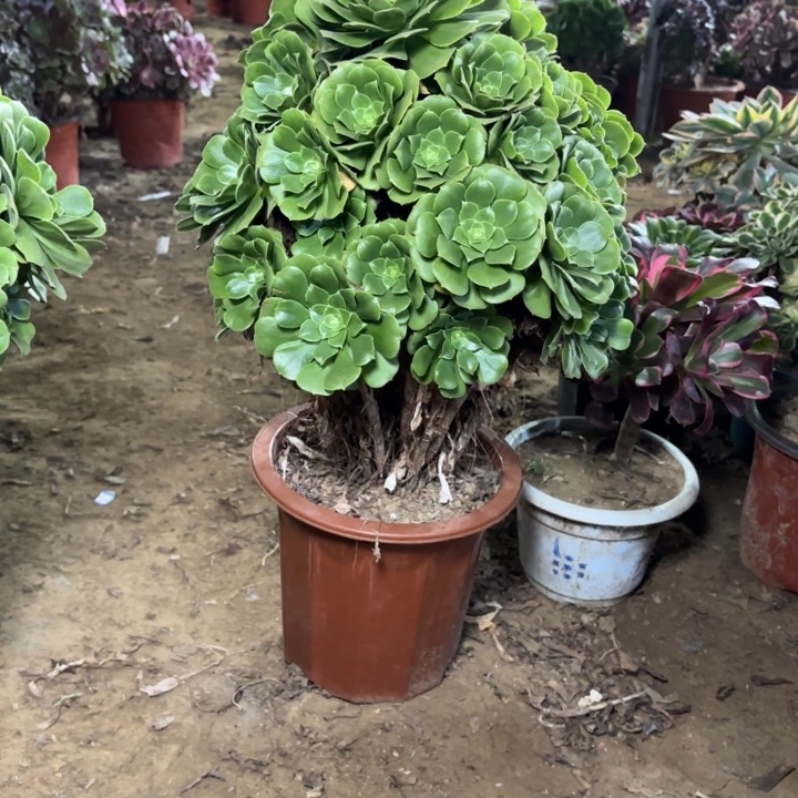 喔***糖多肉植物法师绿羊绒30