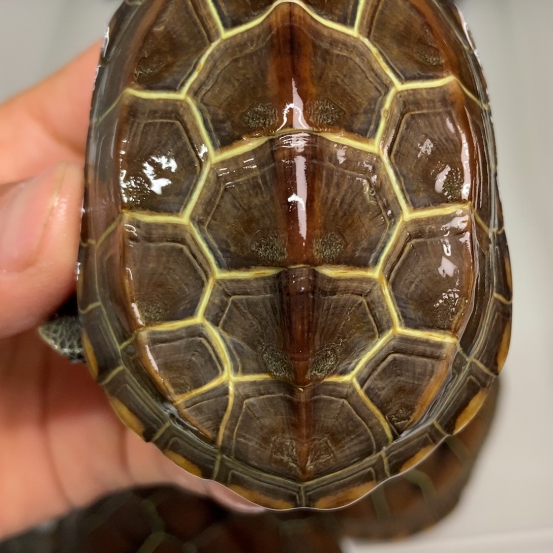 中华草龟不分公母