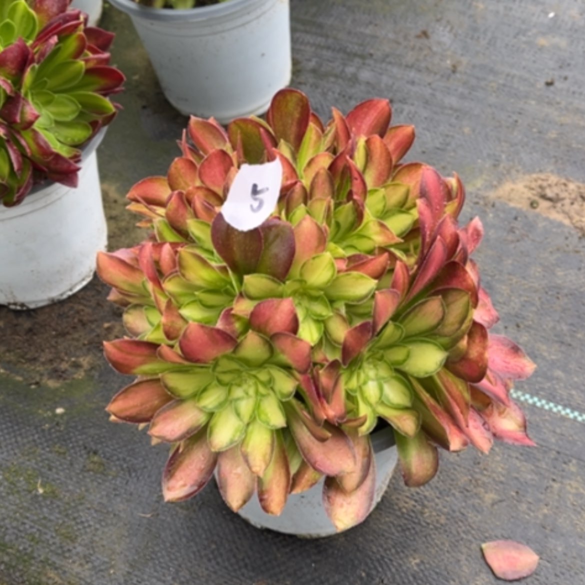 【闪购商品】5韶华多肉法师