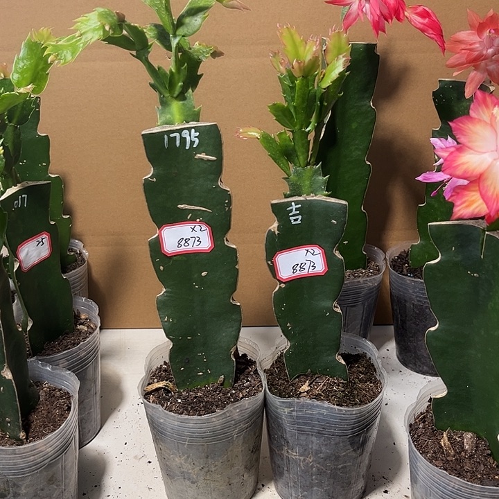 风***程当前无花栽培后可以开花1795-桑吉塔