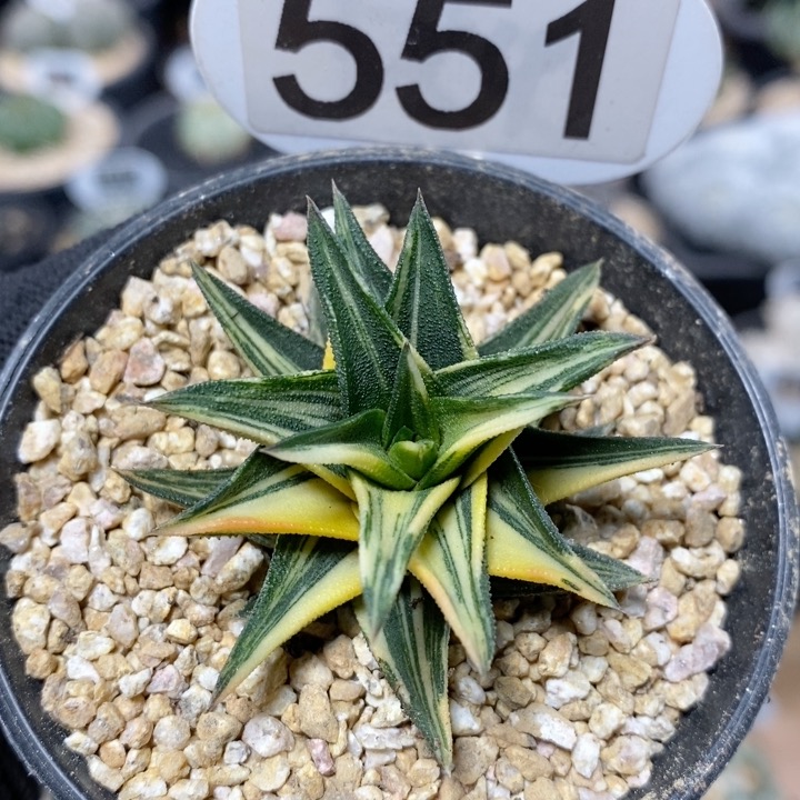 551号象牙塔锦5.5cm