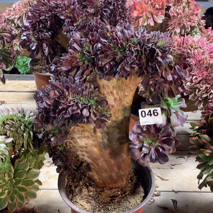 046欧紫缀多肉法师