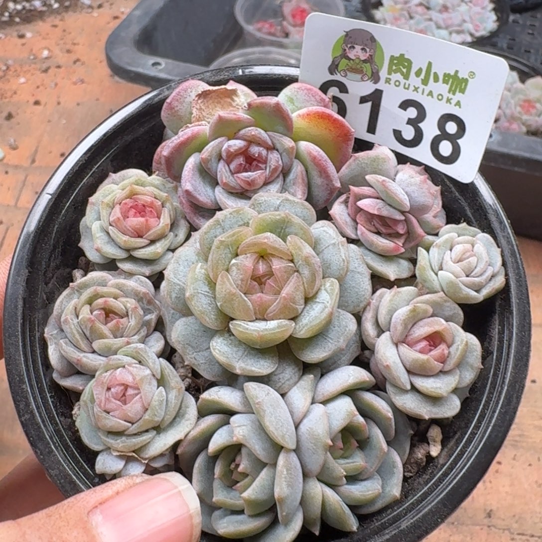 多肉植物多肉植物