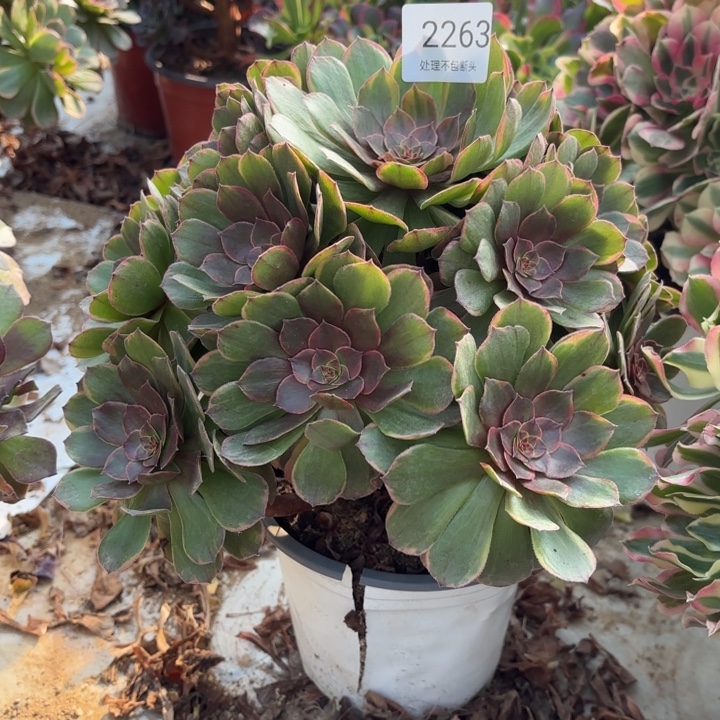 半夏多肉处理不包断头2263