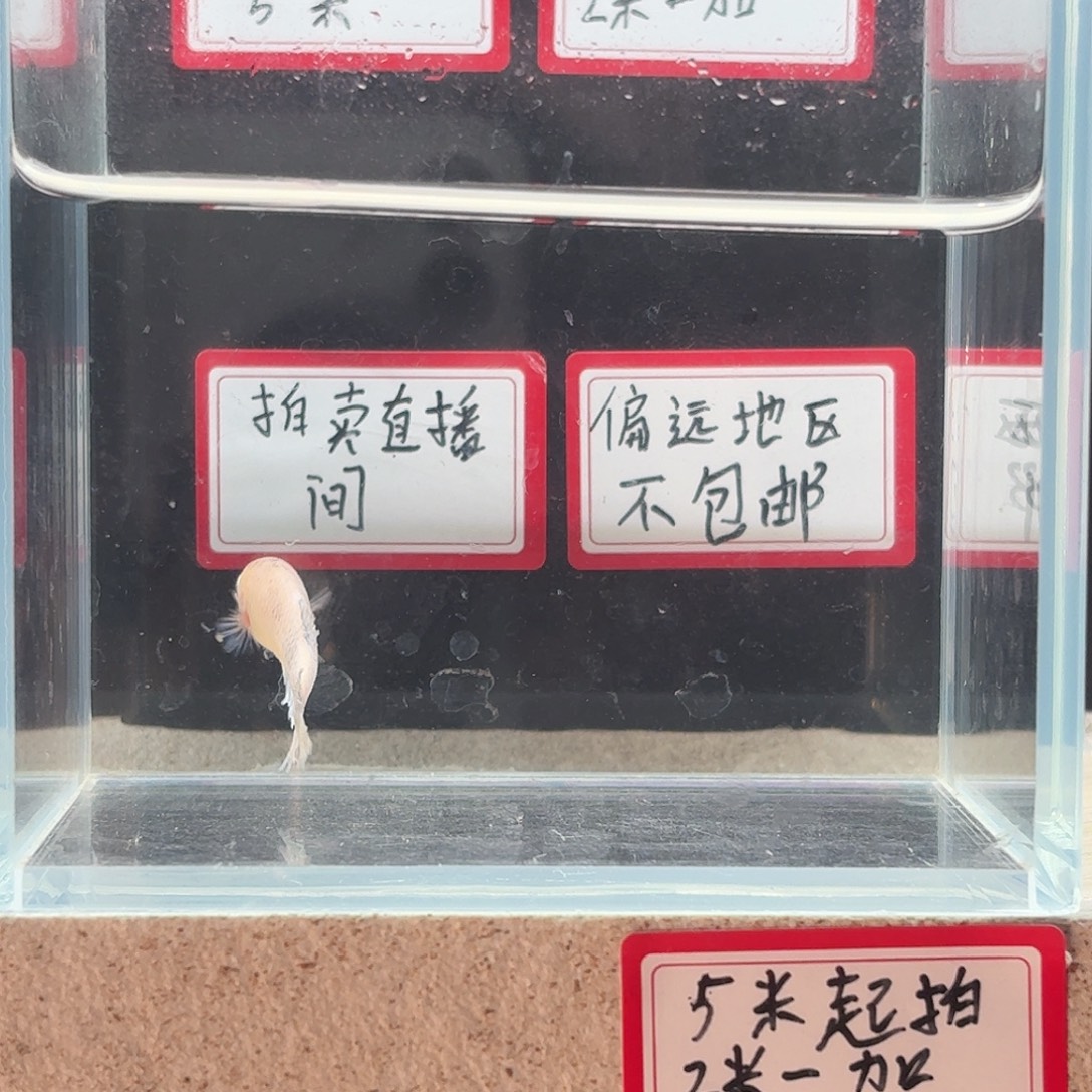 海水鱼鱼万泽水族