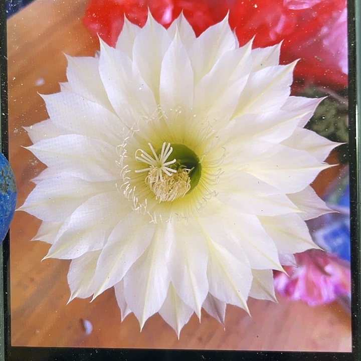 7412侧芽歪6公分以上满18包邮