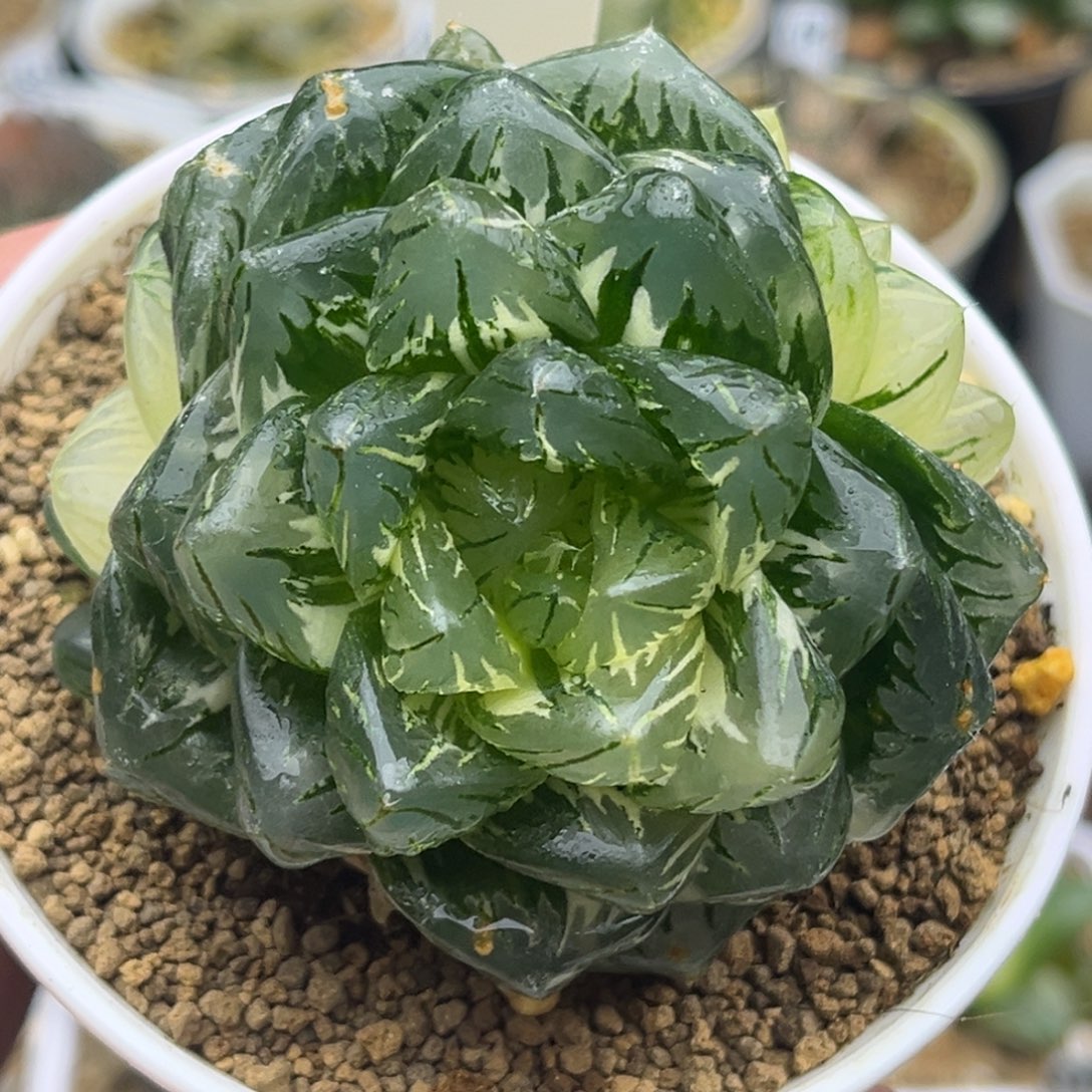 584巨大化龙鳞玉露锦三头