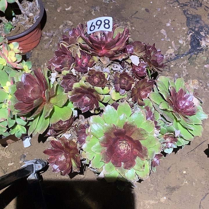 多肉植物法师698红丝绒