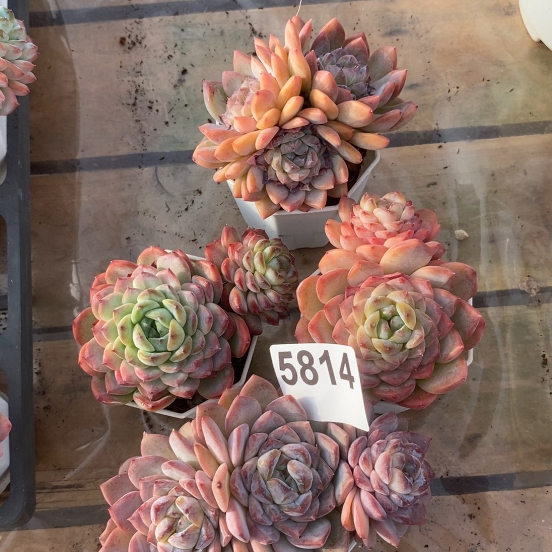 C***关5814冰魄多头一物一拍4杯