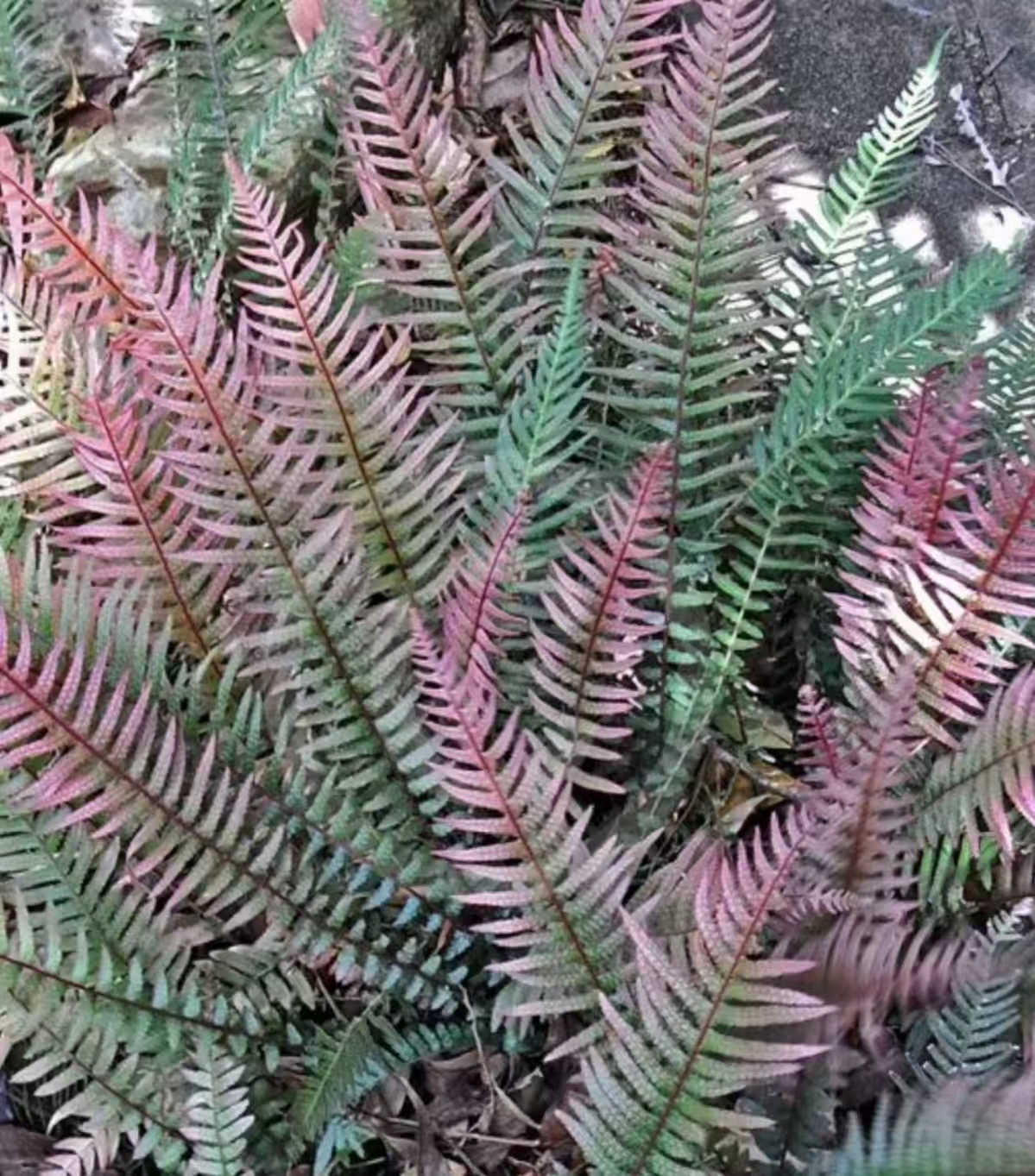 澳洲红宝石蕨Doodia aspera 'Rough Ruby'锉蕨属耐寒蕨多年生品种
