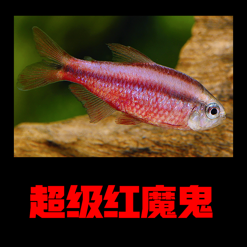 【超级红魔鬼红头鱼鲜活】小型灯科鱼小鱼观赏鱼南美热带鱼委内瑞拉