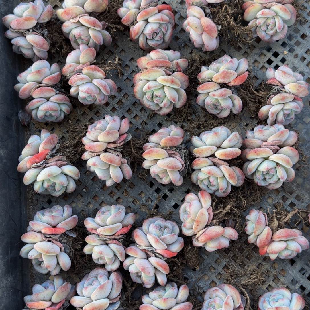 3颗一组旗舰双头圆脸特价