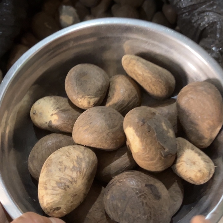 千眼菩提吊坠象牙果一盆85号