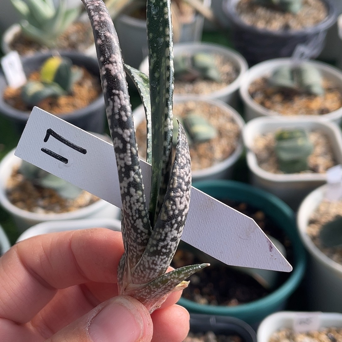 17鲨鱼掌侧芽11111