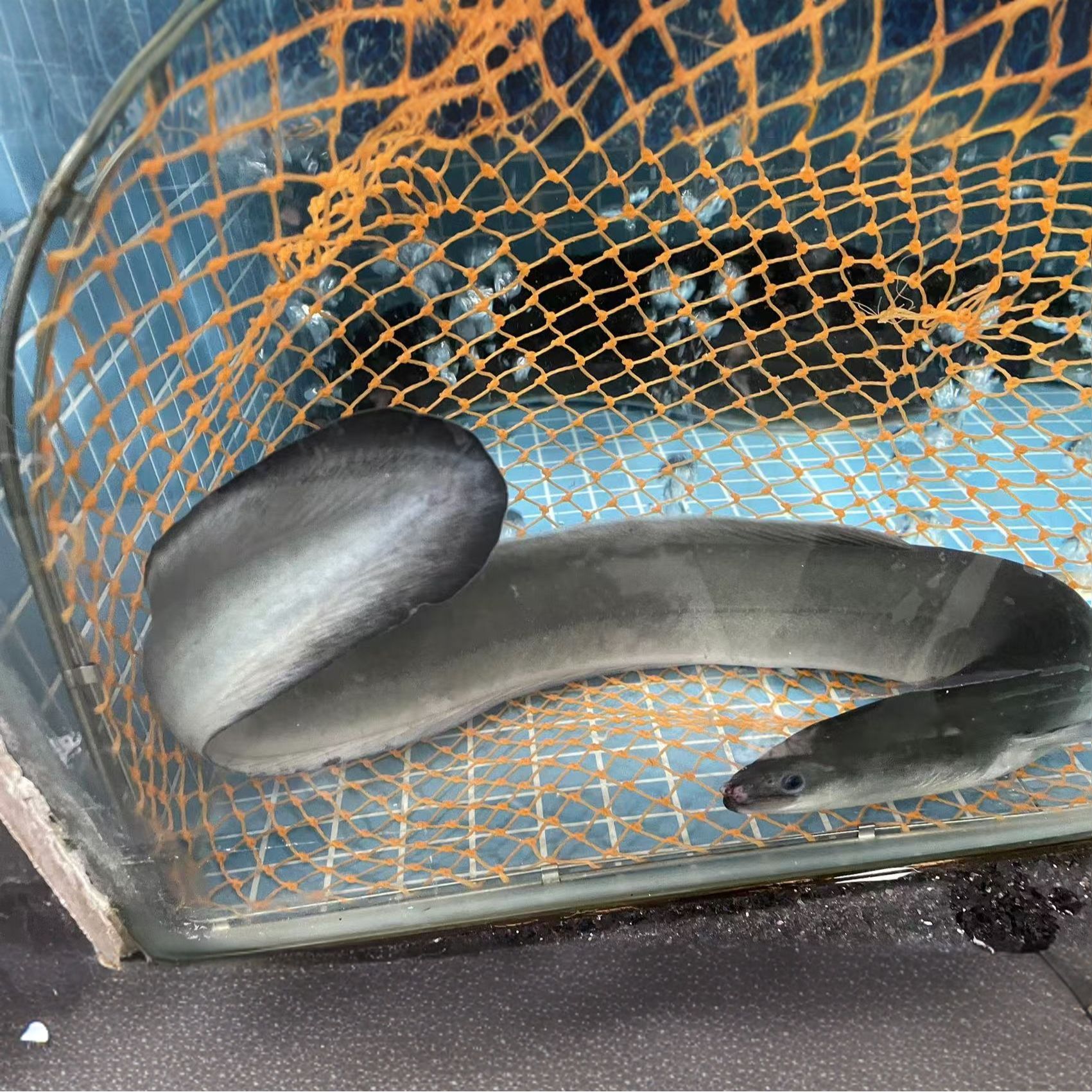 【鲜活】白鳝 约900g/条〔需要处理请备注〕