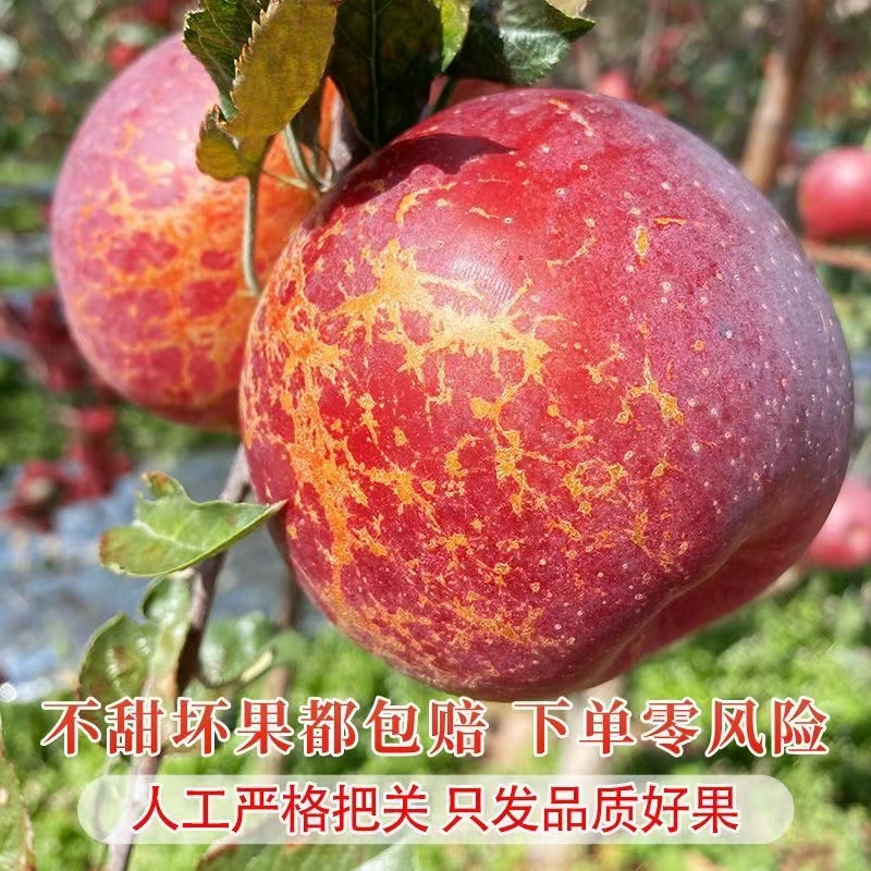 【正宗昭通市丑苹果】云南昭通冰糖心丑苹果新鲜现摘应季水果