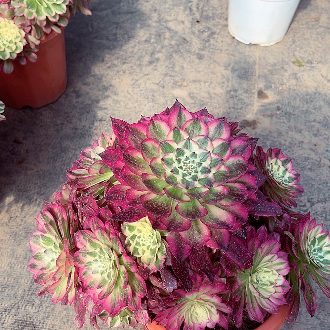 法师多肉植物天合