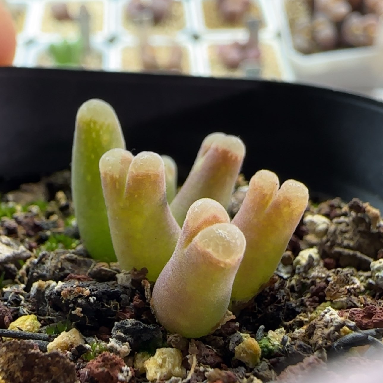 【闪购商品】爱****心0413天鹅绒 福利  