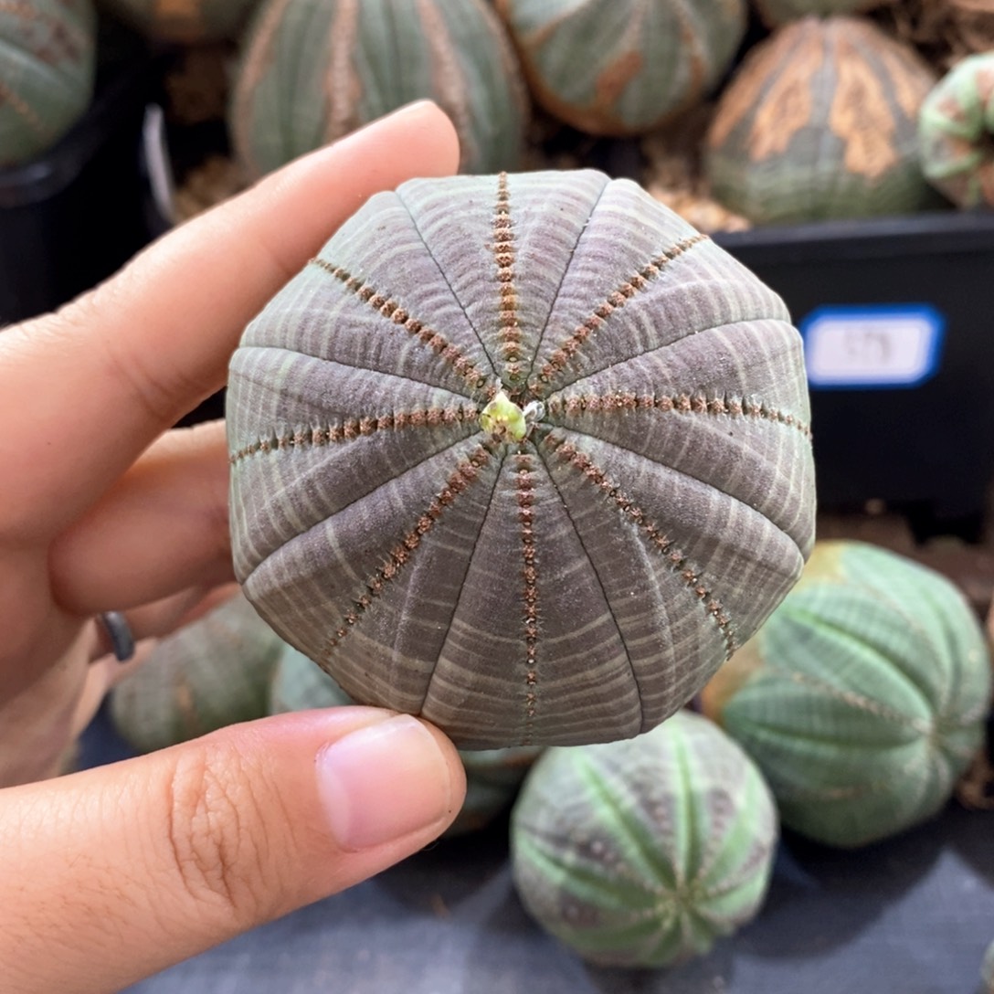 欧系实生布纹球 一物一拍