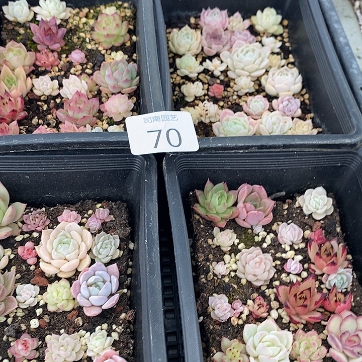 70 多肉植物盆栽花卉