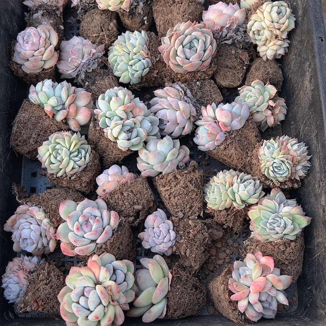 直播福利一物一拍36