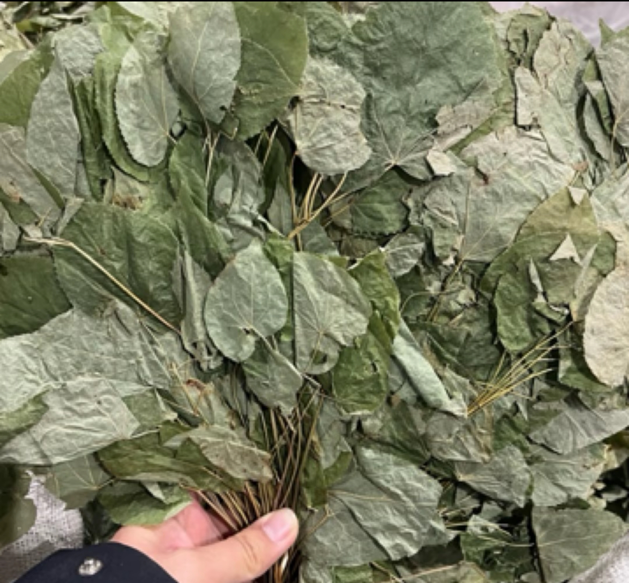 长白山 深山 三支九叶
