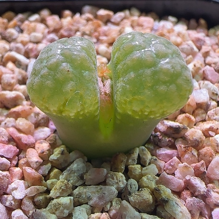 好看的风铃。     396