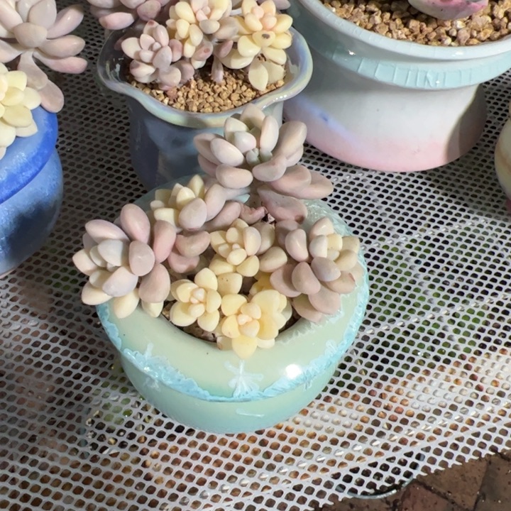 艾伦锦带盆 花盆有瑕