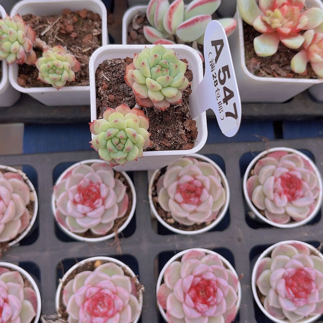 A547熊猫脸一物一拍