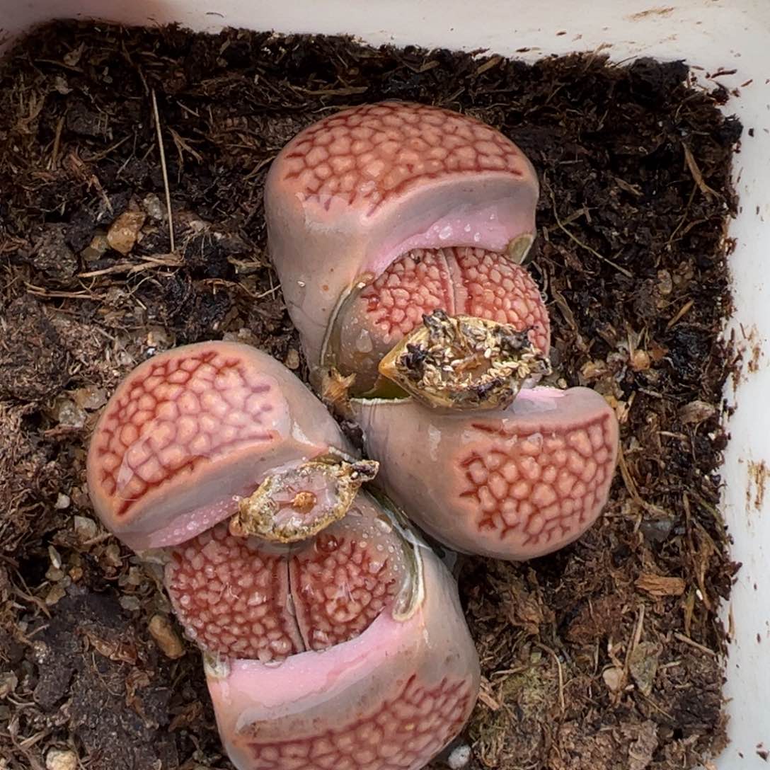 2.9好看的多肉196