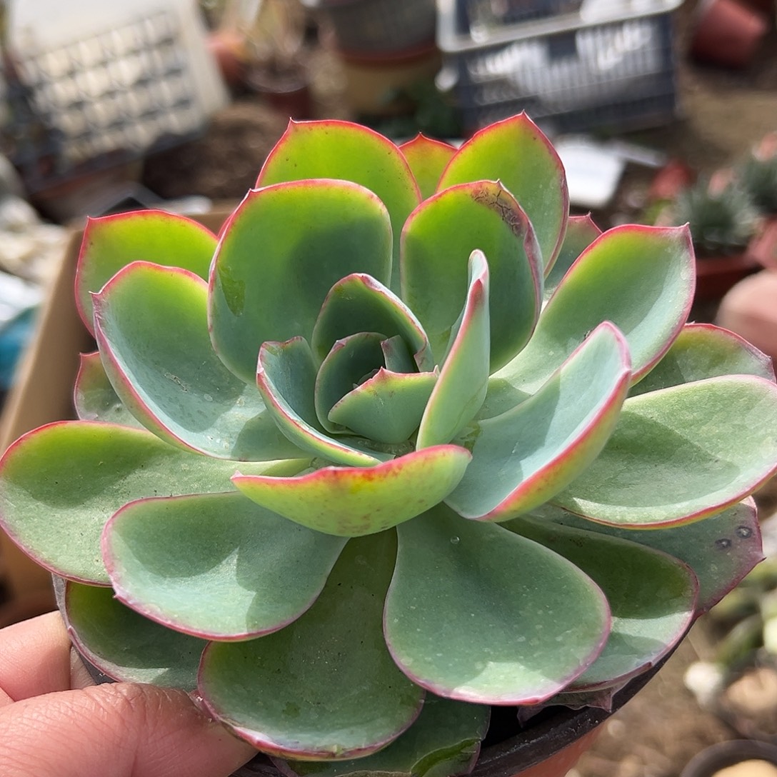 多肉植物白玫瑰单头