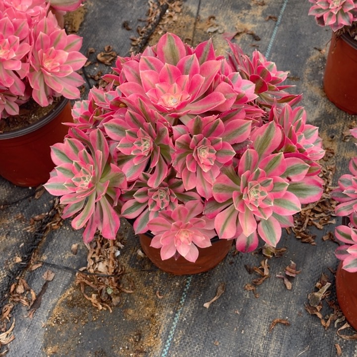 739分女法师多肉断枝不售后