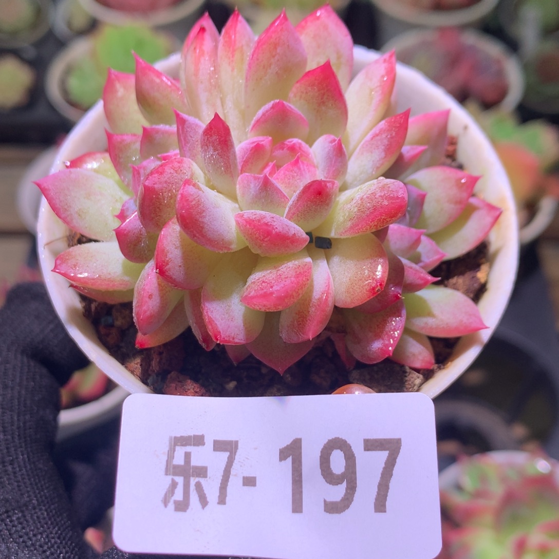 乐然 7-197 新品群 