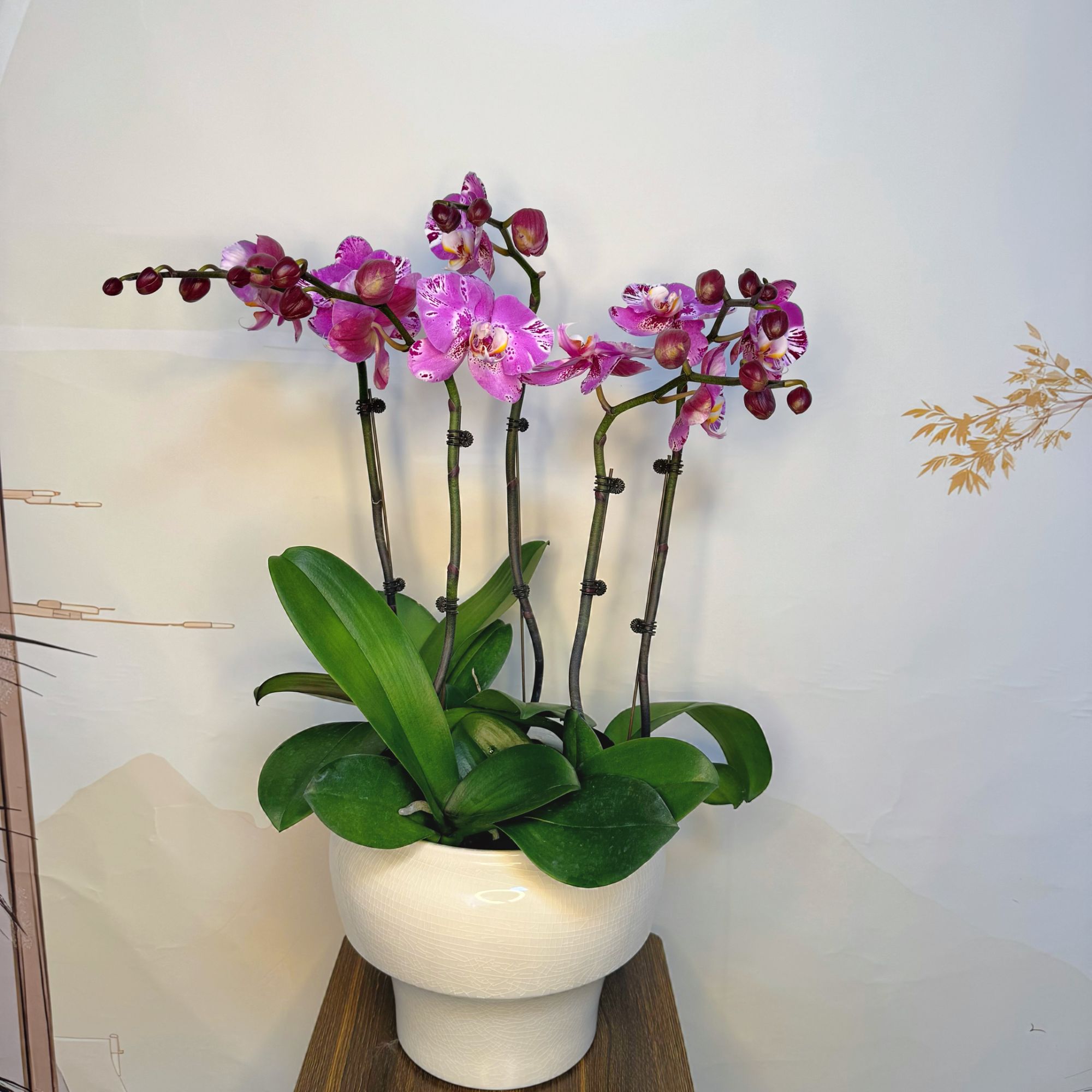 A+【藏宝图】3.0寸杯 精品 蝴蝶兰带花带花苞 室内前台百搭  送礼