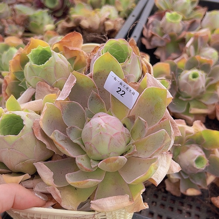 山地玫瑰多肉植物山地22