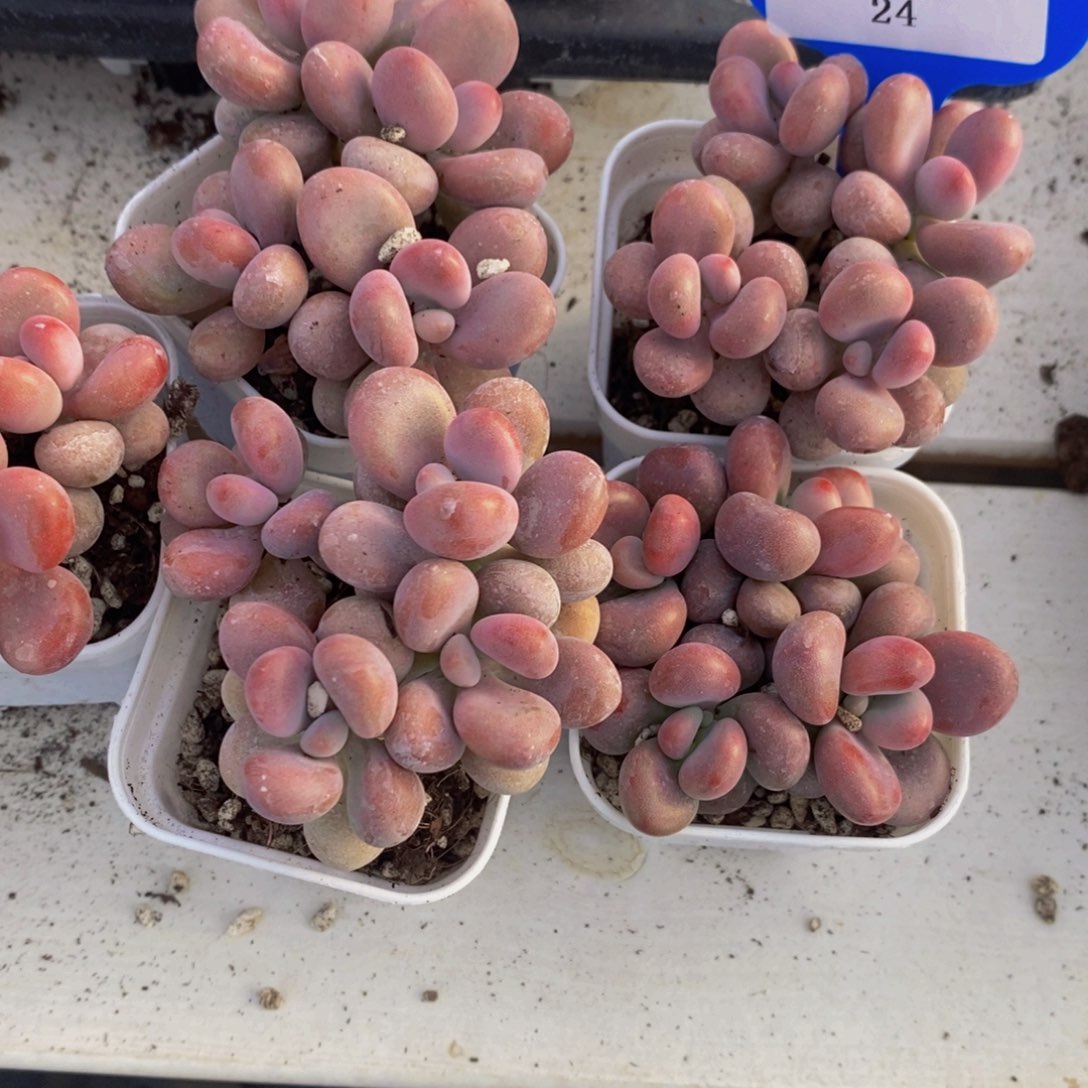 24-粉粉丸叶水光针桃蛋群一个